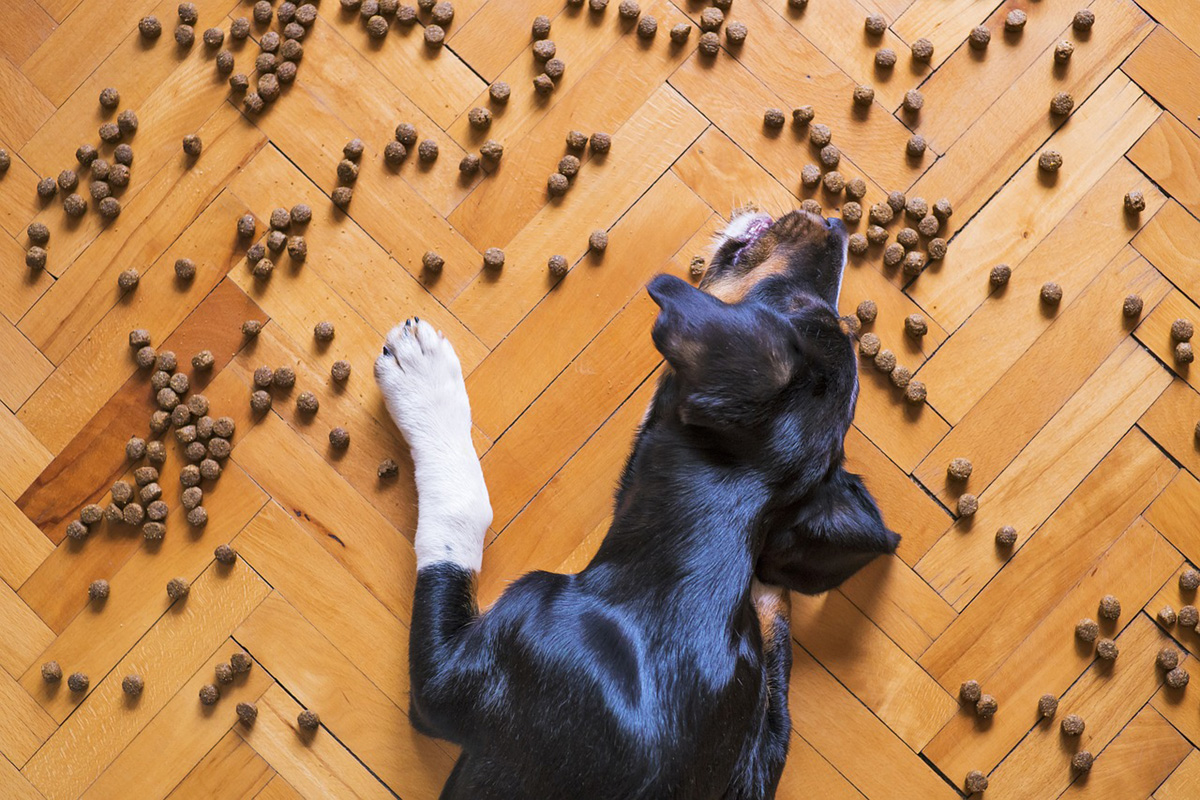 Beste Ernährung für den Hund