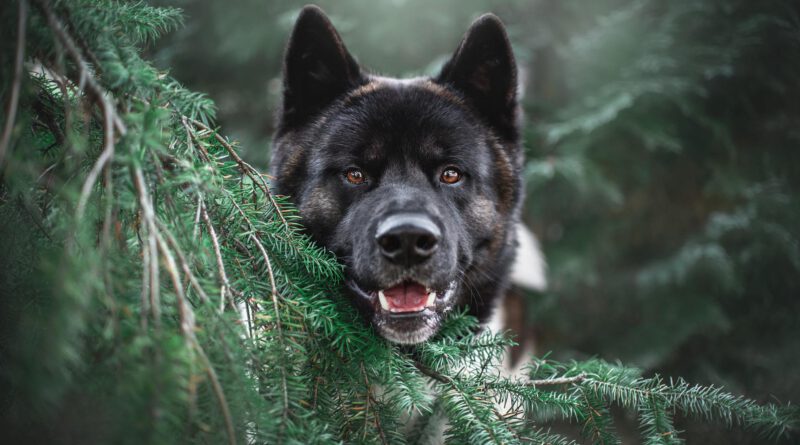 Hund guckt aus der Tanne