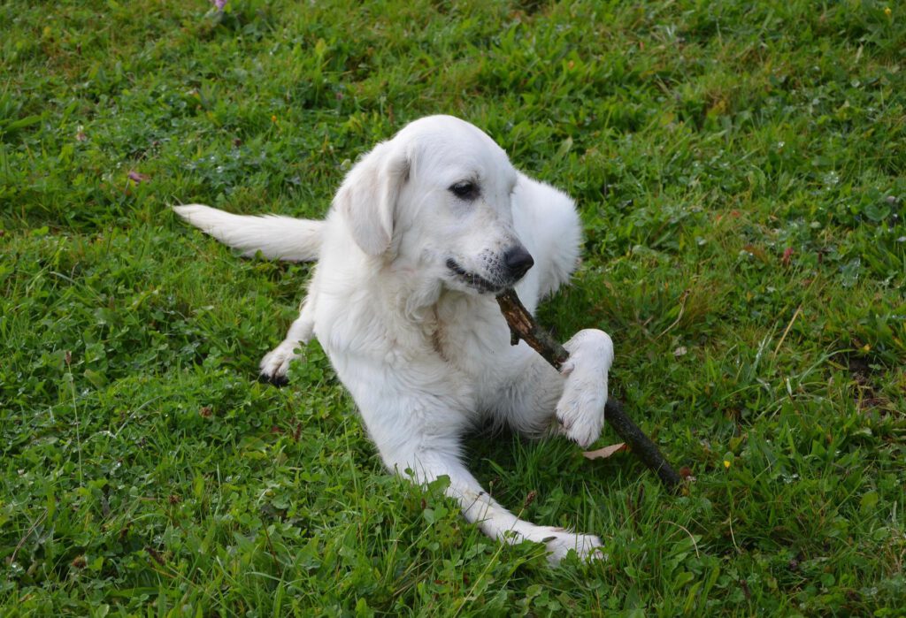 Hund kaut am Stock
