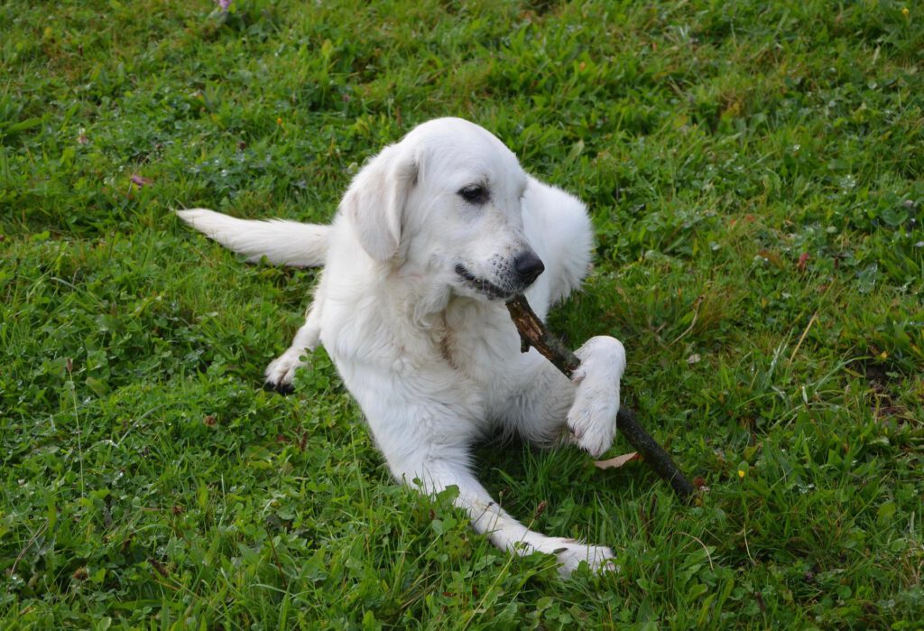 Hund kaut am Stock