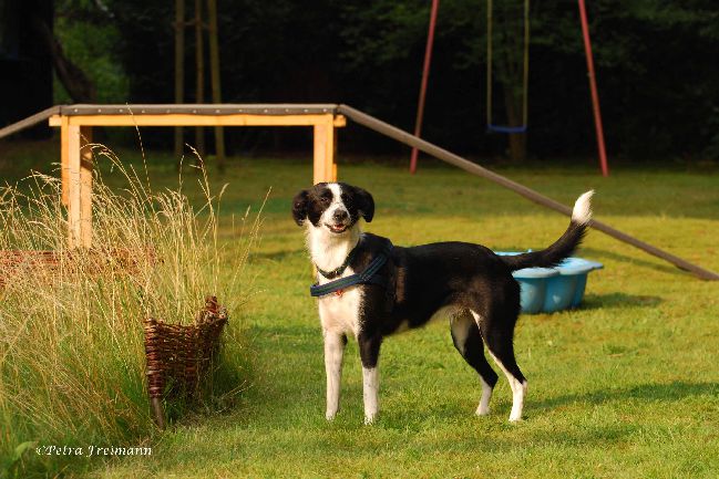 Hundeschule Paw School Hannover, Hundetrainer HannoverNordstadt