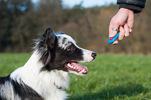 Clickertraining